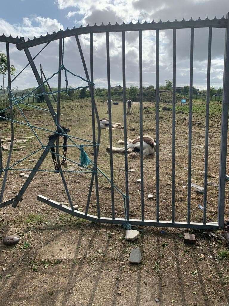 Horses left without any food or water at Hartlip (34627072)