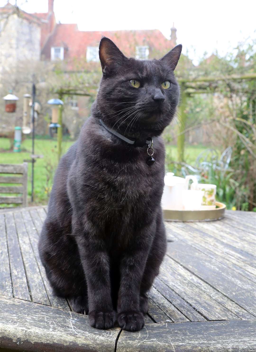 Leo, one of three mischievous cats who live at Canterbury Cathedral, which keep disrupting video prayers and have become a social media hit (Gareth Fuller/PA)