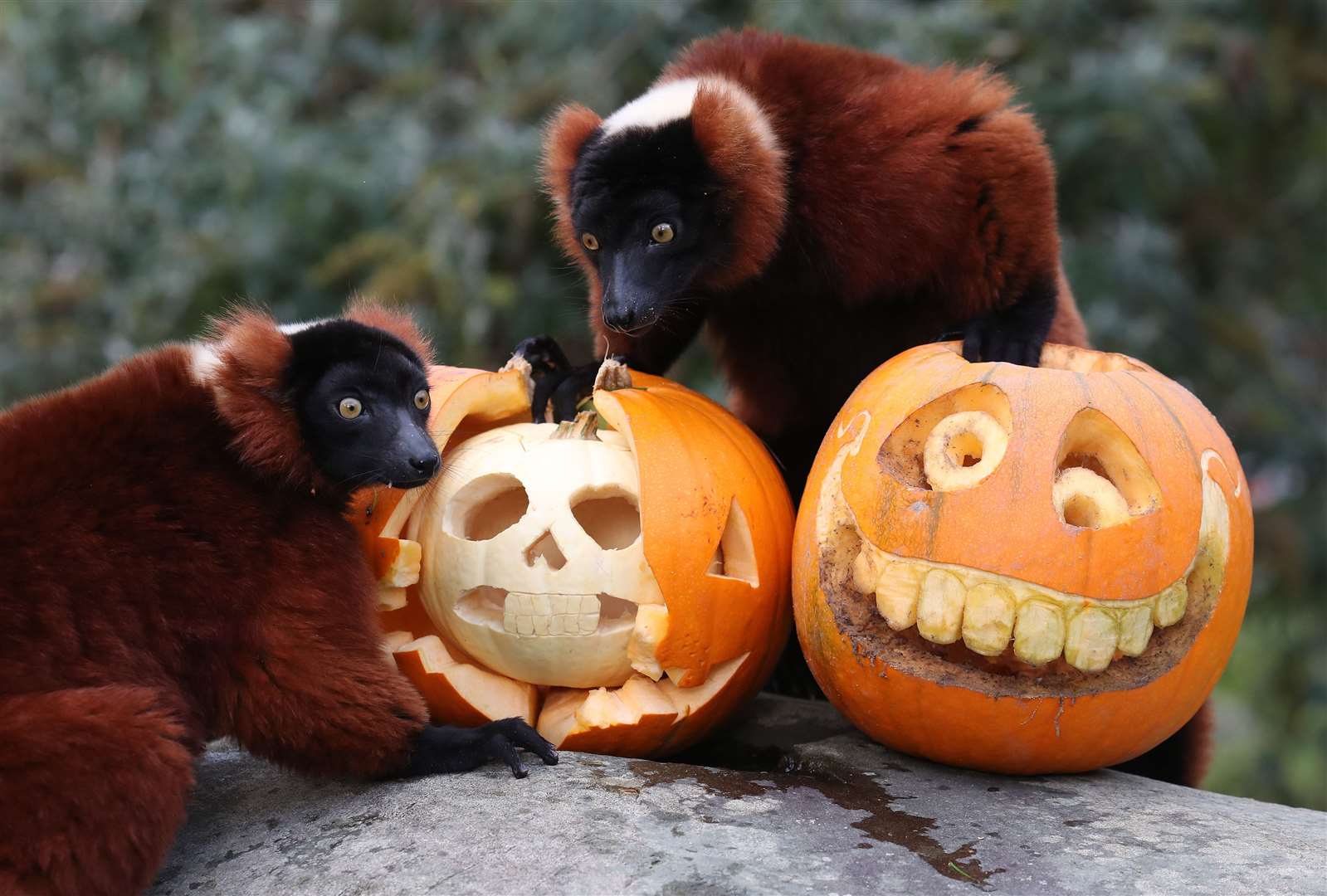 Inquisitive red ruffed lemurs at Blair Drummond are given pumpkin treats to mark World Lemur Day, the day before Halloween. In Latin, the word lemur means ‘ghosts’ (Andrew Milligan/PA)