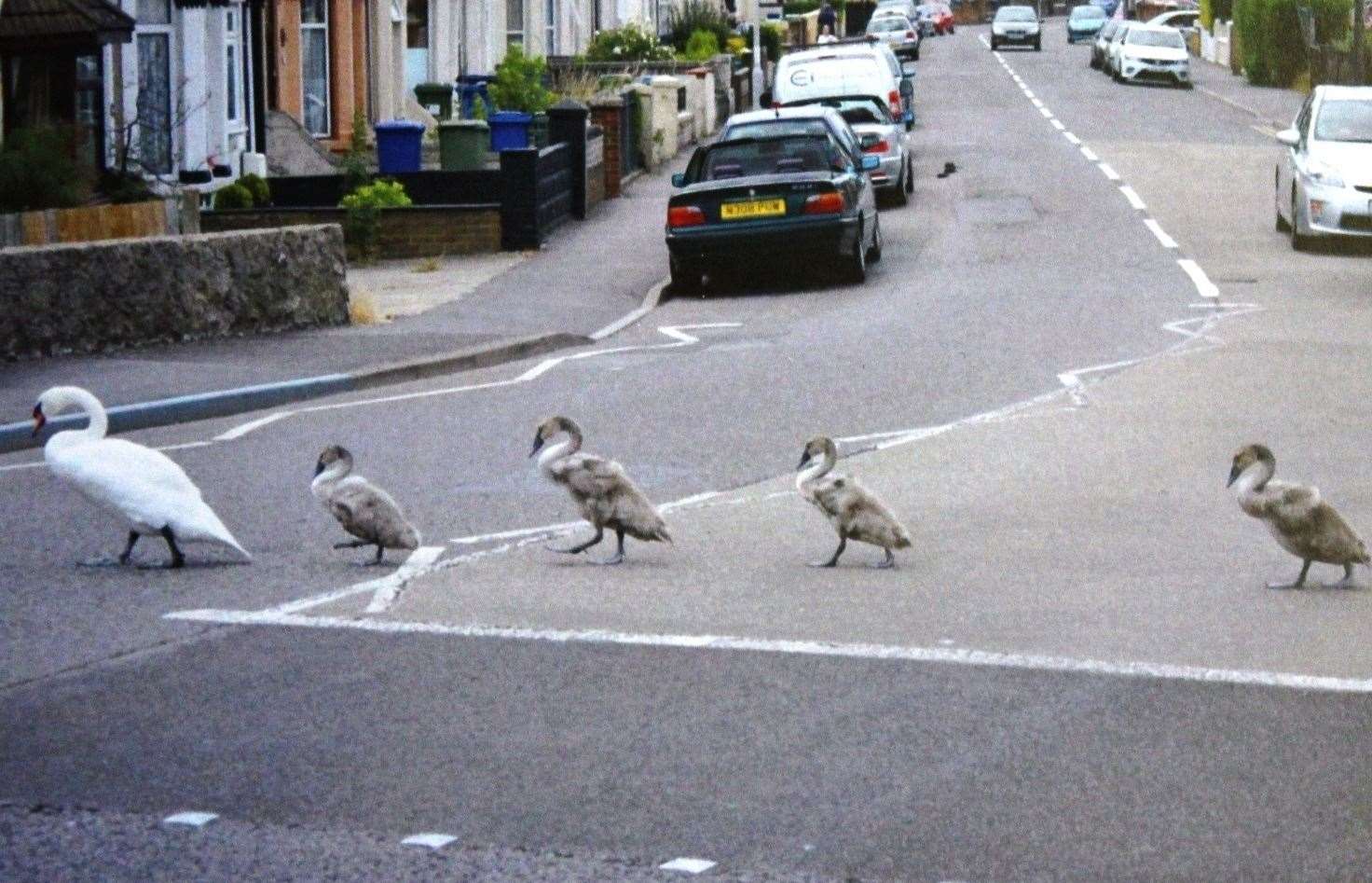 Swan and cygnets using the crossing by Sheerness canal and snapped by Tracey McDonald