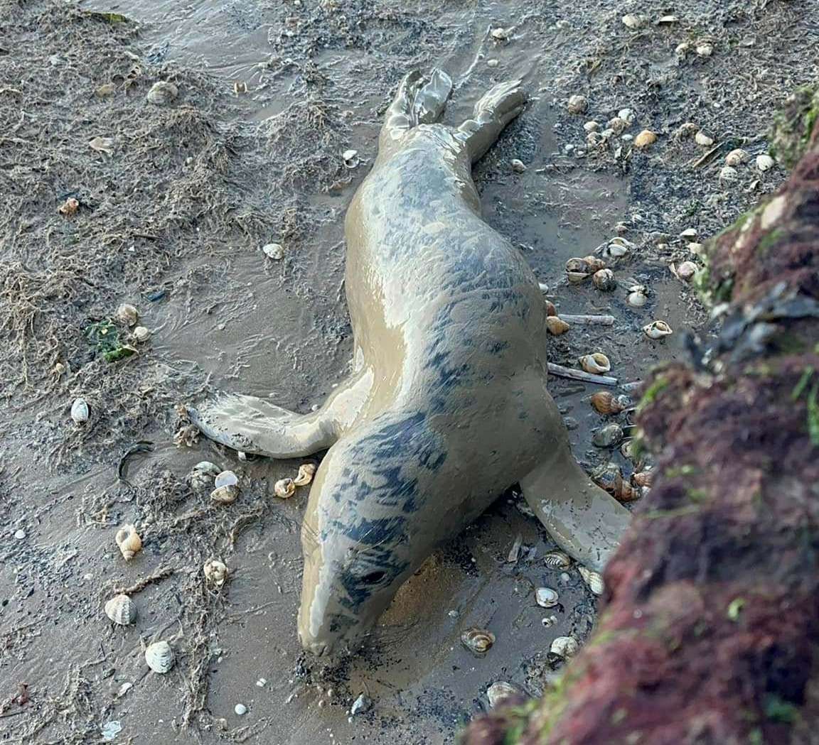 The resident has warned other dog walkers to keep their pets on a lead. Picture: Daniel Ward