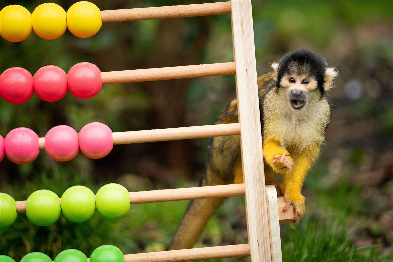 A squirrel monkey during the annual stocktake at ZSL London Zoo (Aaron Chown/PA)