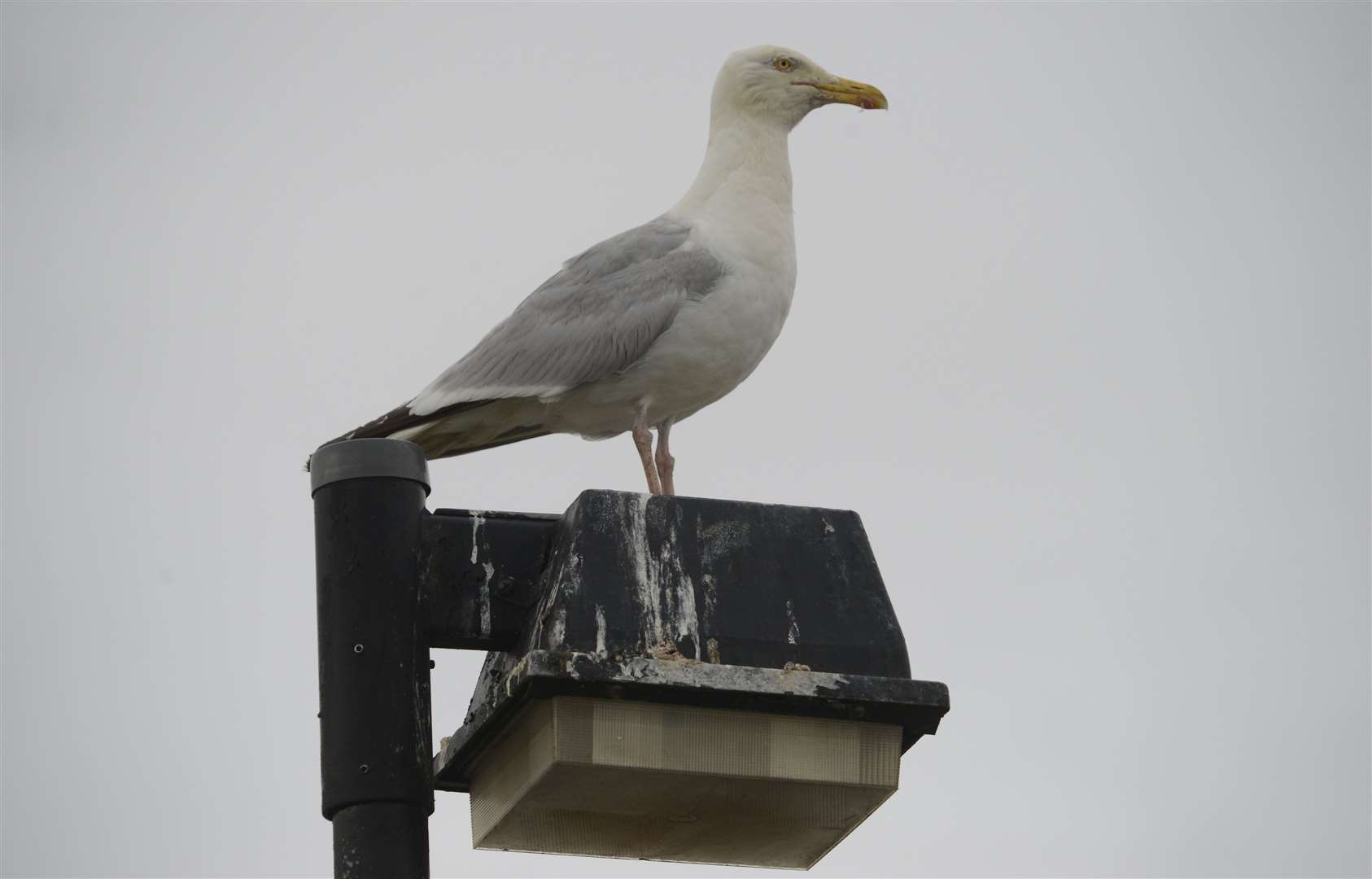 A seagull on the top of Edinburgh Road car park