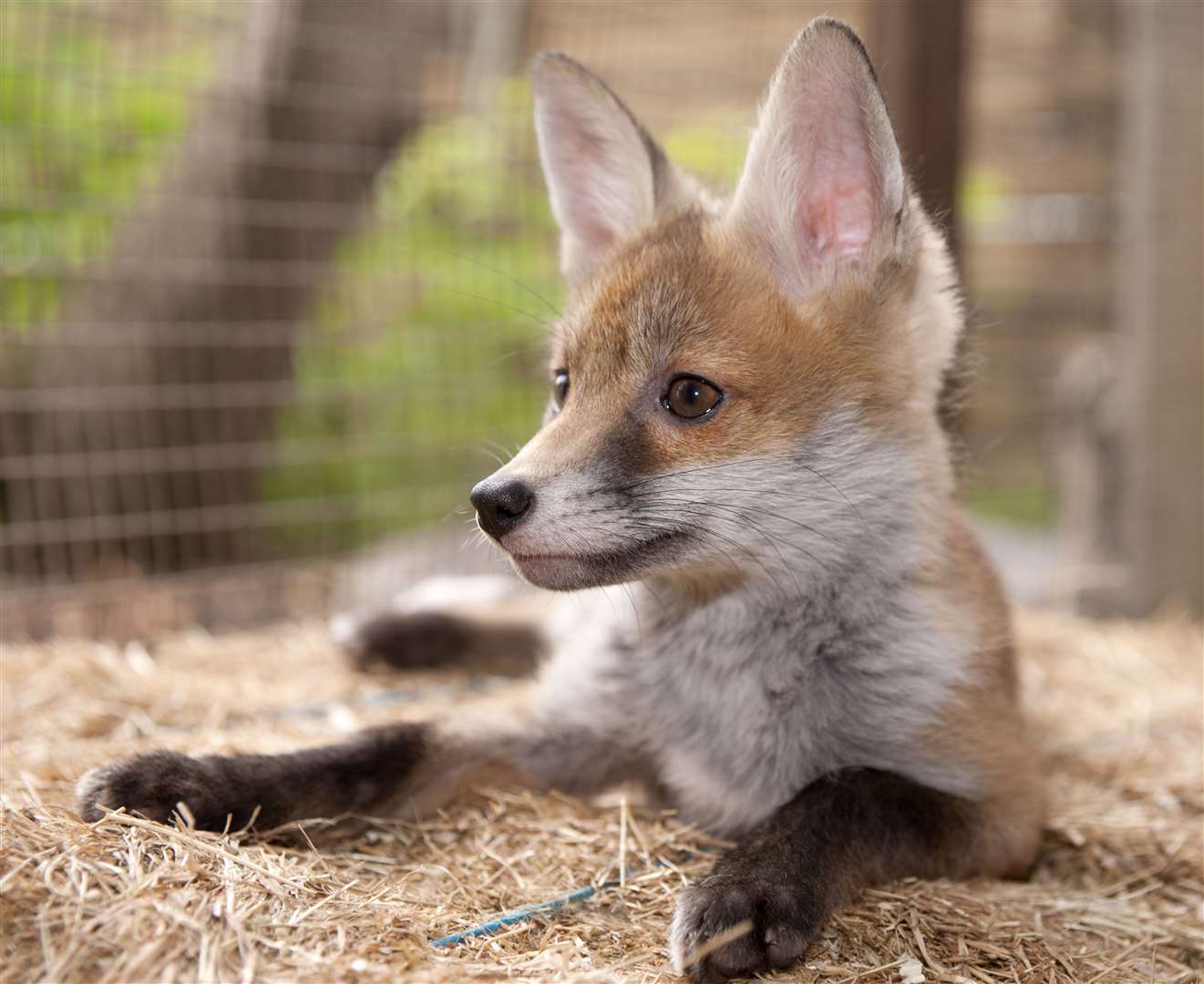 More than 100 volunteers also help out the charity, with some fostering the cute animals on a temporary basis. Picture: The Fox Project