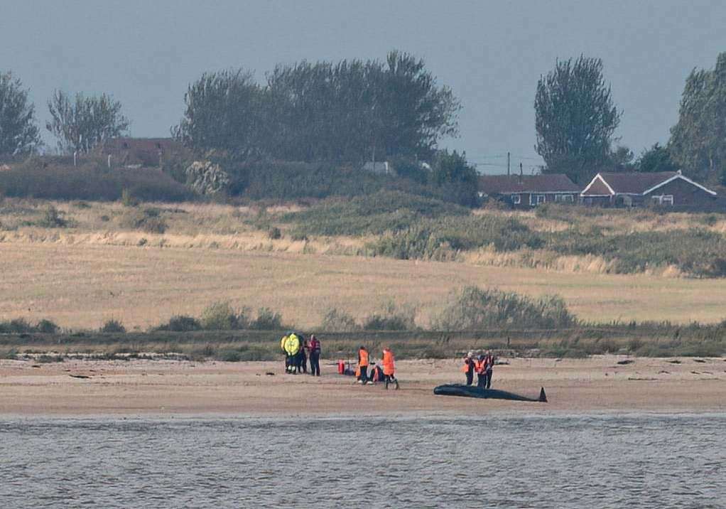 Dead pilot whales on the Kent shoreline. Picture Mike Gould