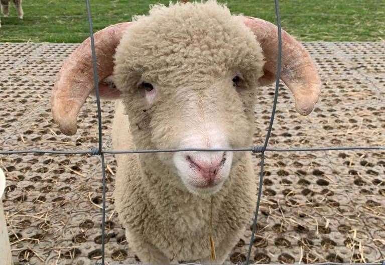 A sheep at Curly's Farm. Picture: Curly's Farm