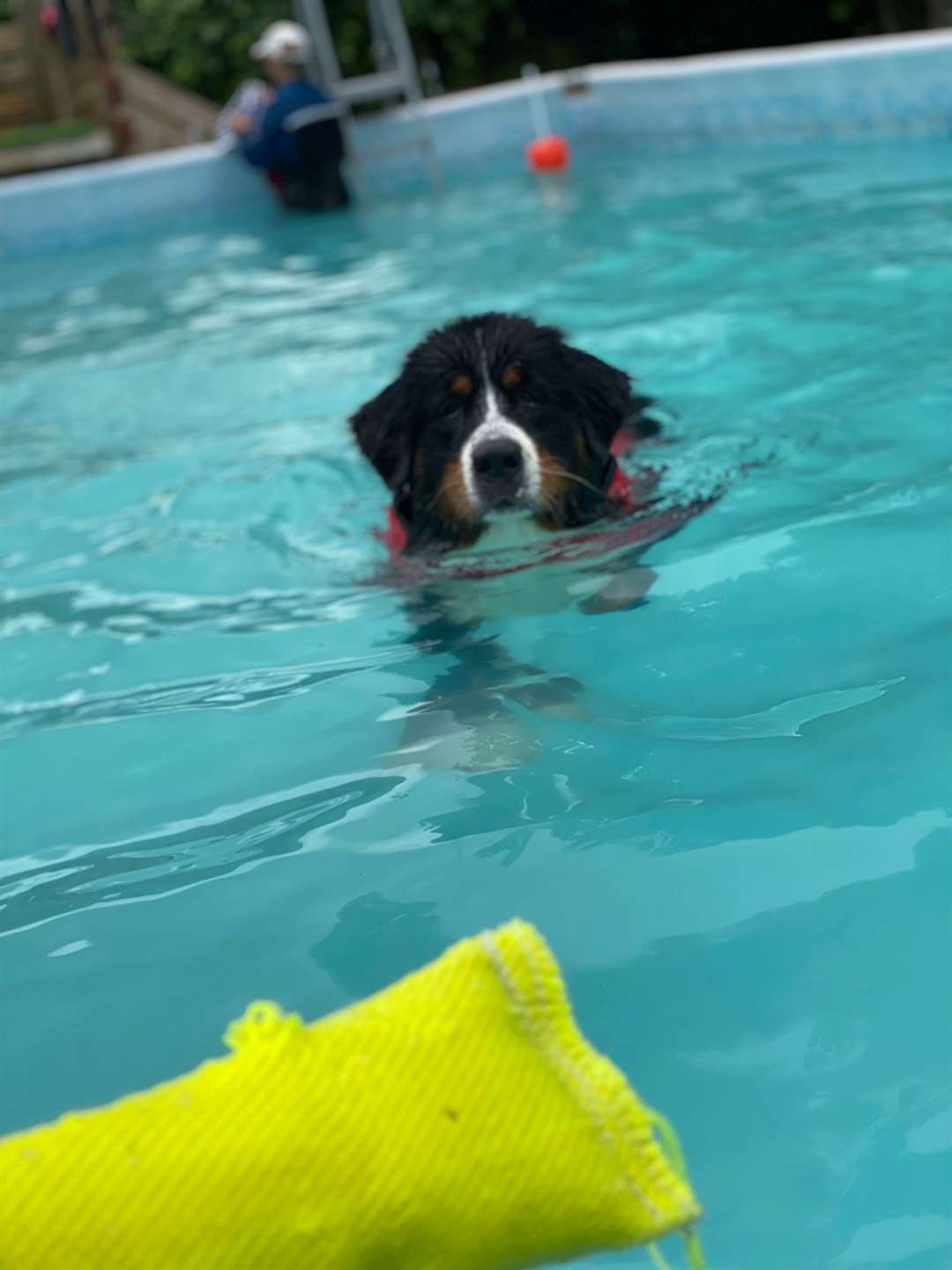 Hudson enjoys swimming