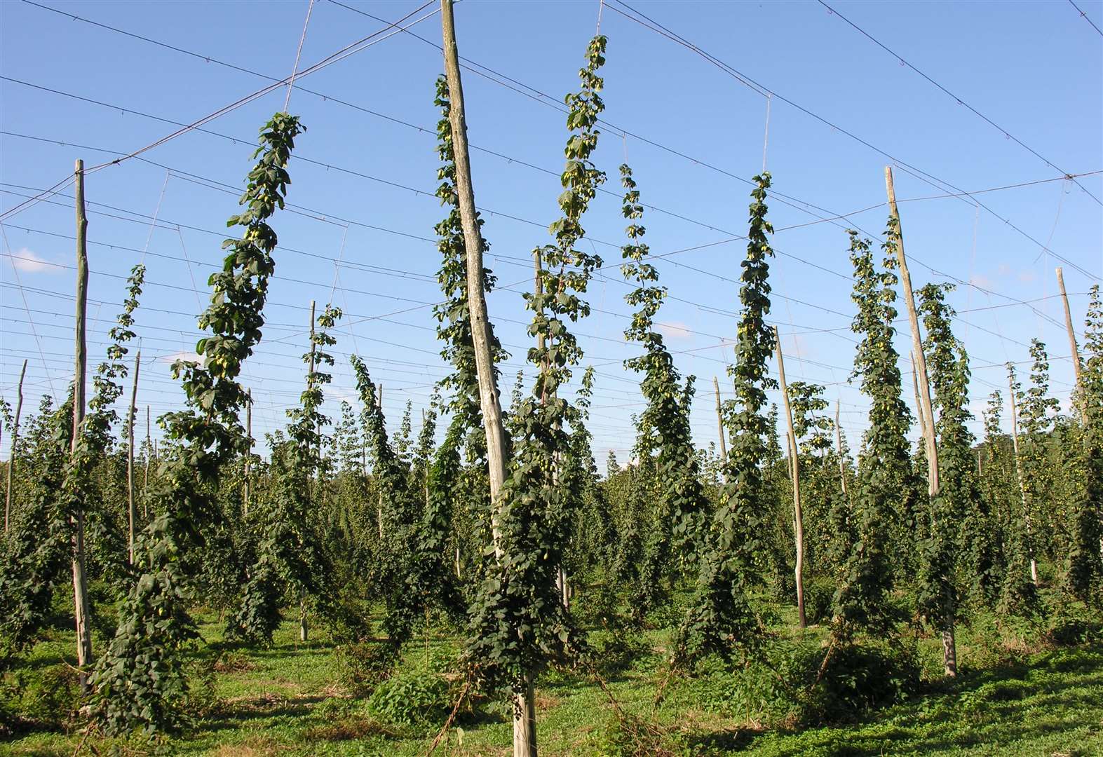 Kent has long been synonymous with hop growing – but the sector is facing a host of challenges. Picture: National Trust