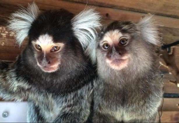 Common marmoset sale for sale