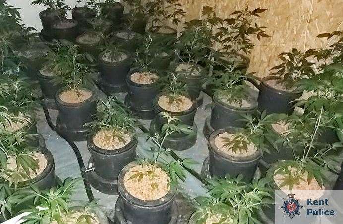The cannabis farm discovered by police in Faversham
