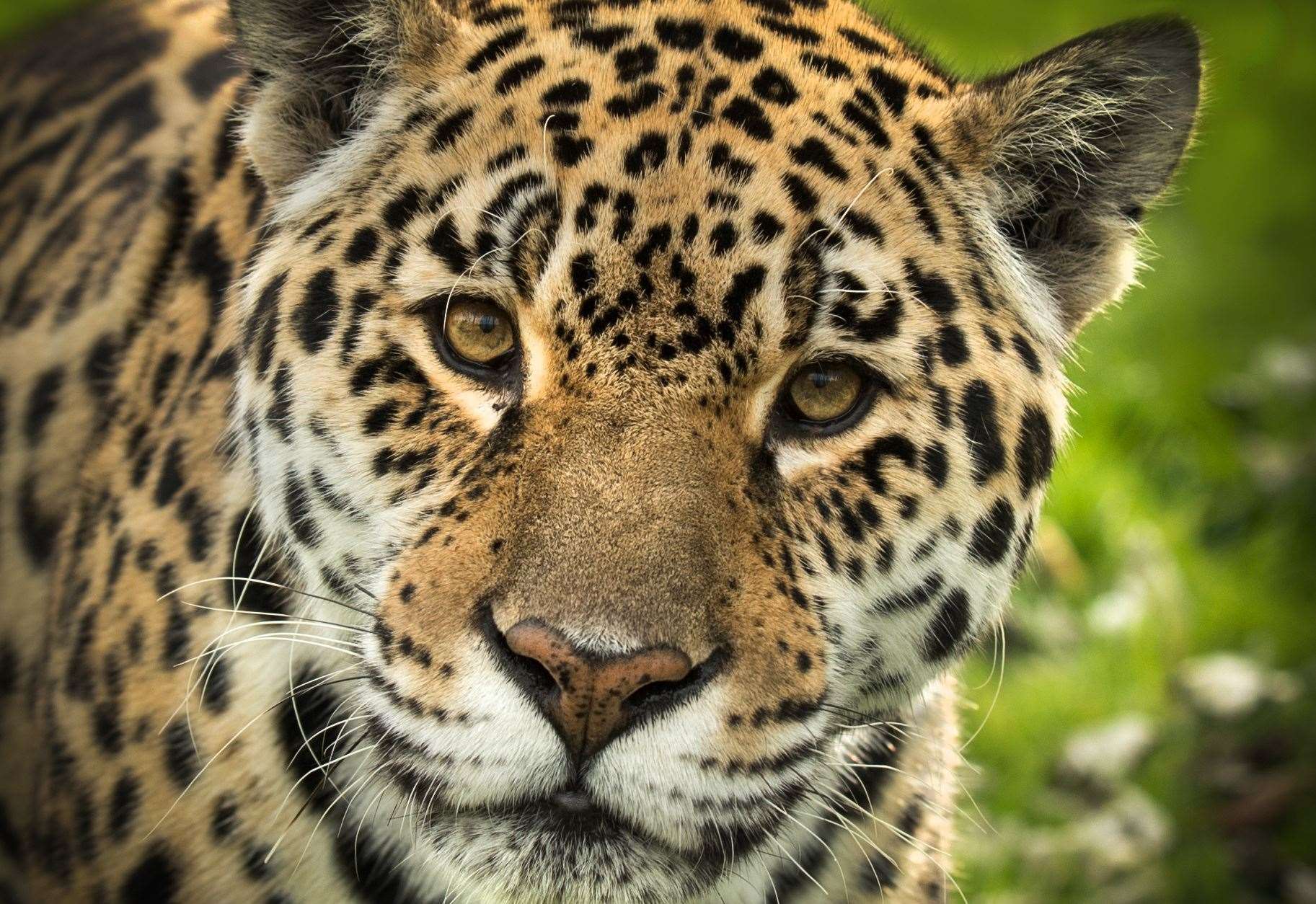 Jaguar Sofia from The Big Cat Sanctuary in Smarden dies aged 20