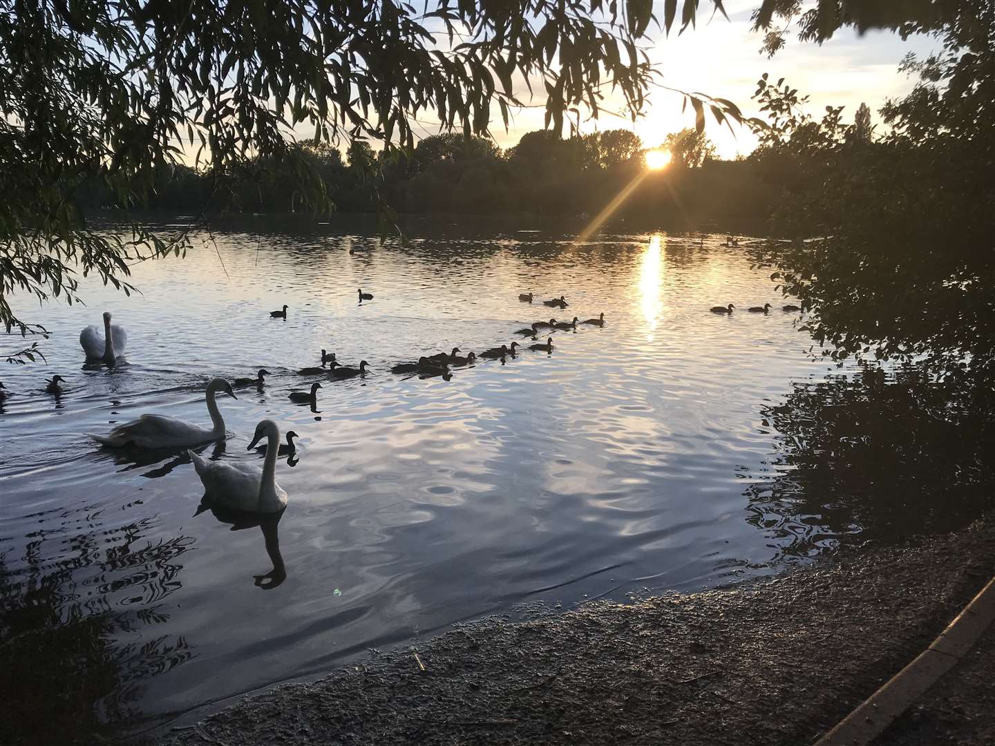 The ducks were safely released at a local nature reserve (RSPCA/PA)