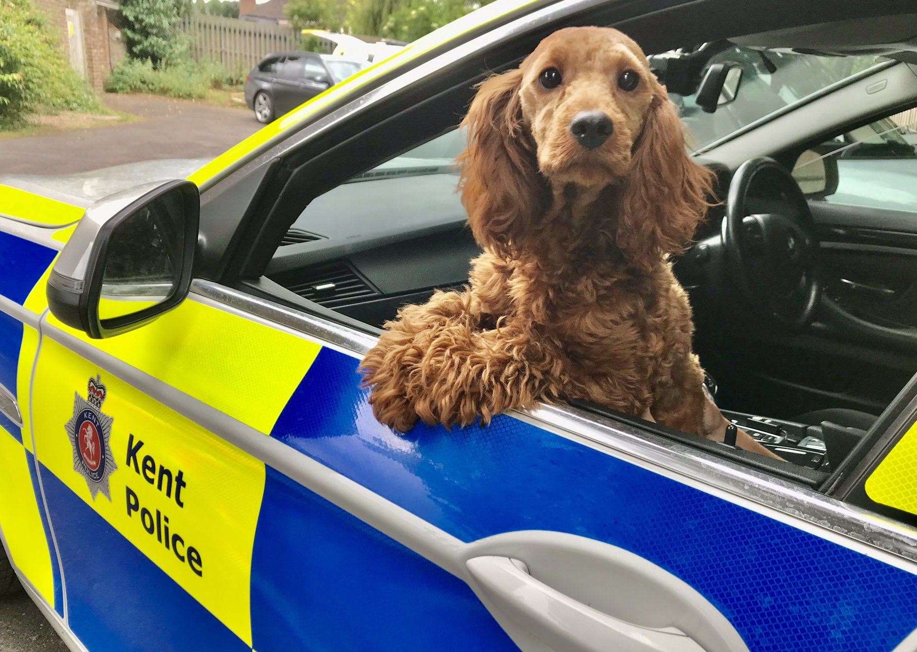 A stolen dog was found wandering along A249 earlier this month Picture: @KPTacOps