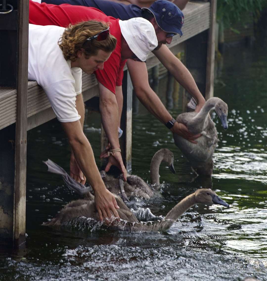 Swan Uppers release a swan and its cygnets (Steve Parsons/PA)