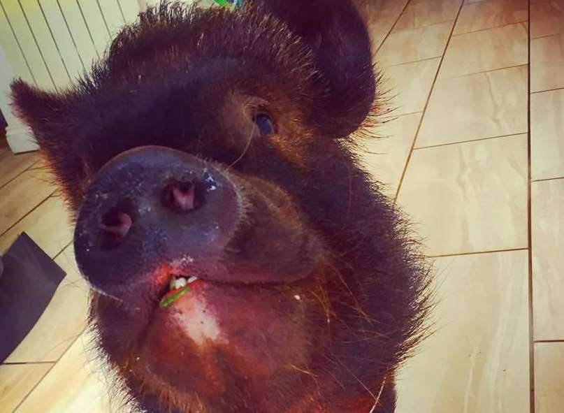 Among the dozens of animals at Happy Pants Ranch in Rainham, is Teddy the pet pig