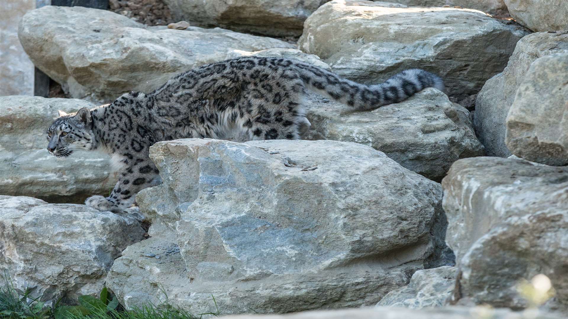 Their new home is near the park's pavillion