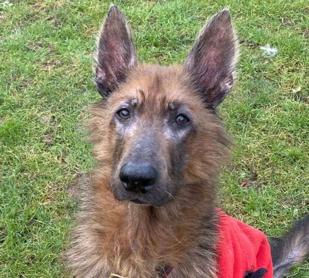 Bluebell looks healthy and brighter. Picture: Swale Borough Council Stray Dog Service