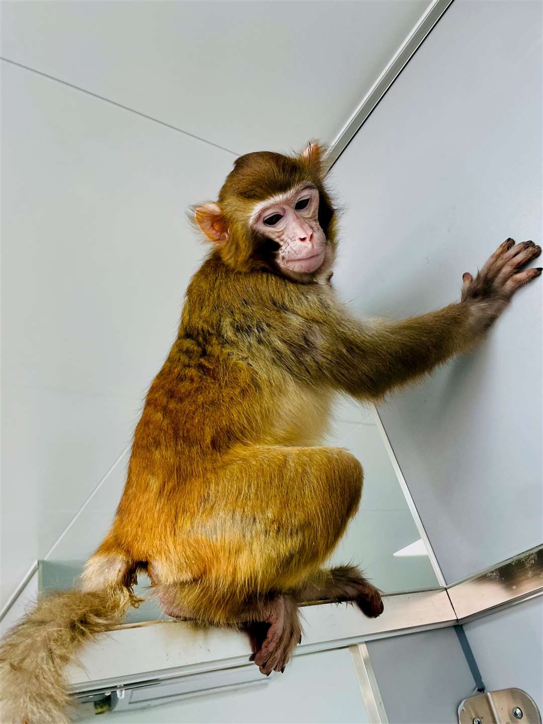 Scientists have named the cloned rhesus monkey ReTro (Qiang Sun/Nature Communications)