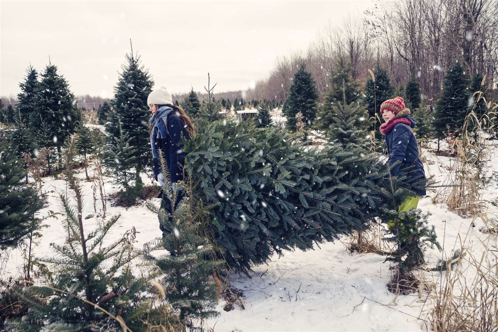 Real trees must be properly taken care of to last through the festive season