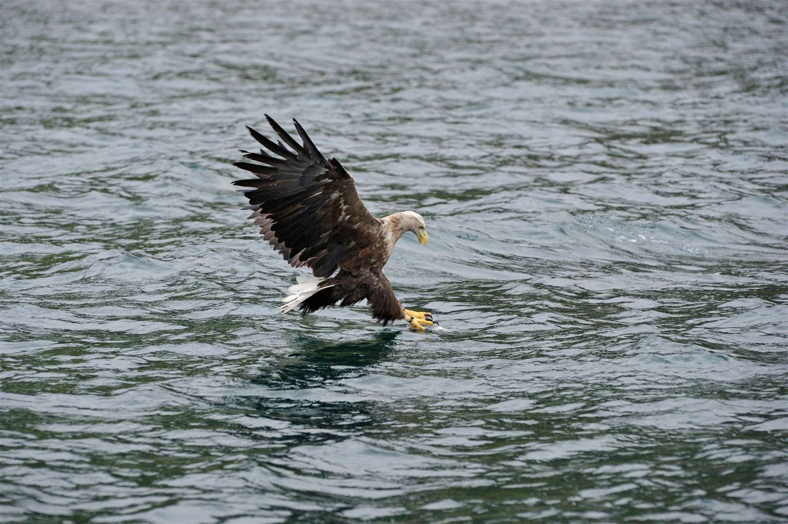 A white-tailed eagle hunting for fish off the Isle of Skye (Alamy/PA)