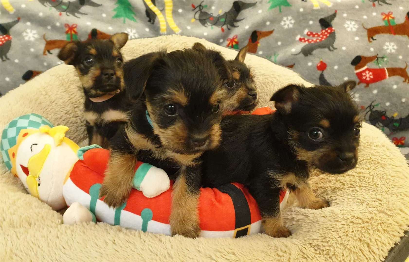 The puppies have all been found new homes for Christmas. Picture: Dogs Trust Canterbury