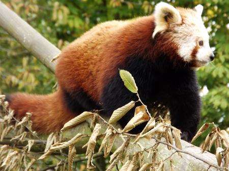 Red panda Lushan moves into Wingham Wildlife Park.
