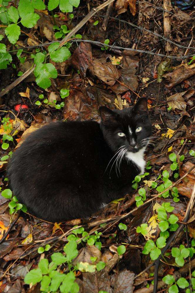 One of the feral cats at Sheerness tip