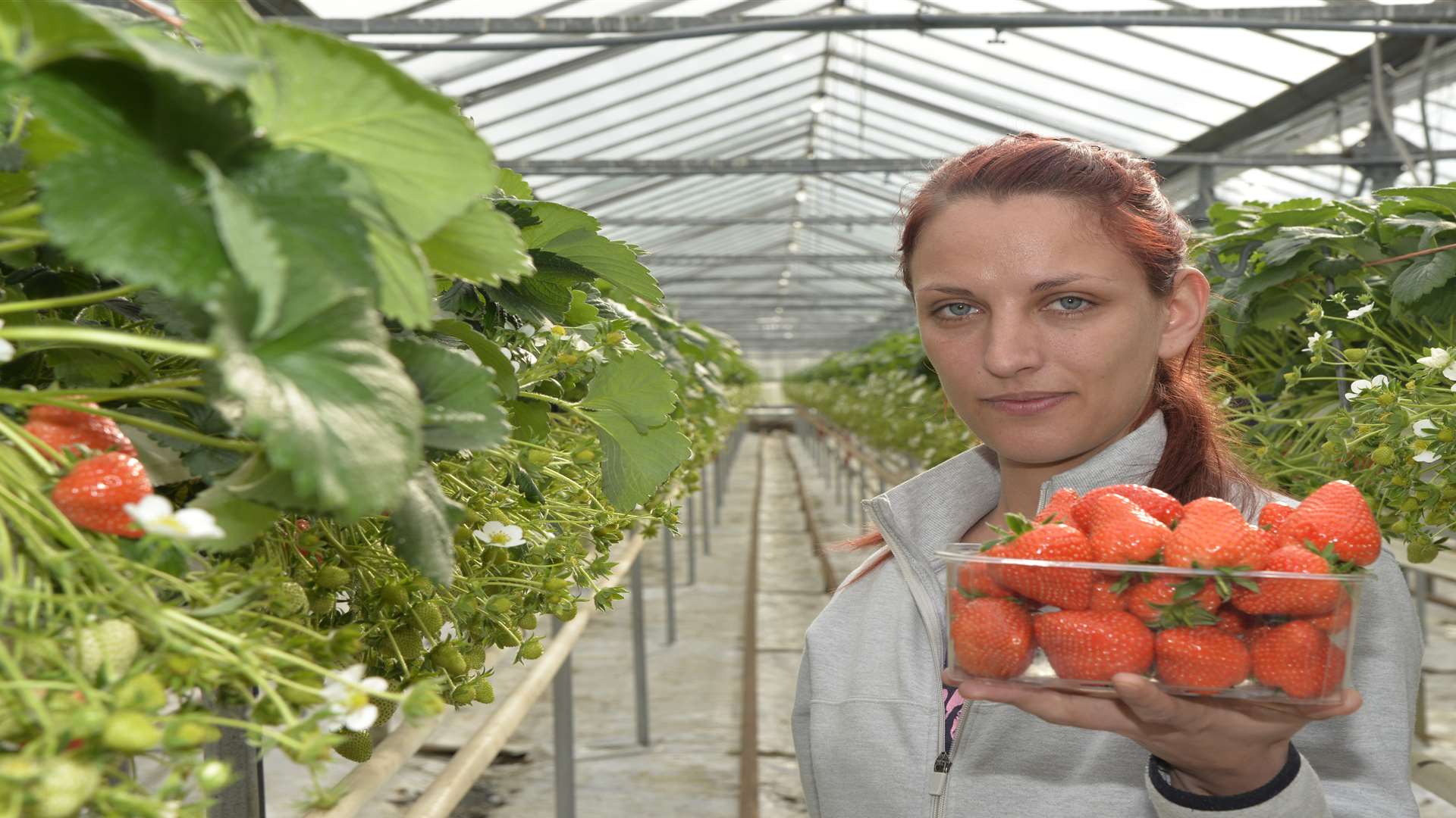 Yoana Emanuilova picks some of the first crop of the year. Picture: Ruth Cuerden