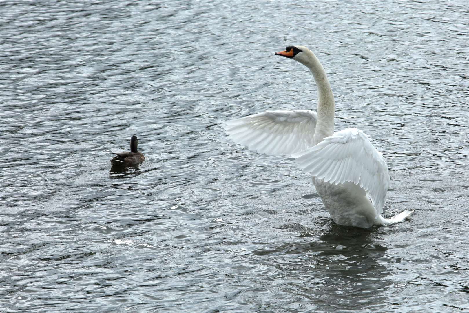 A mute swan - once a tasty treat for the great and the good, apparently. Picture: Martin Apps