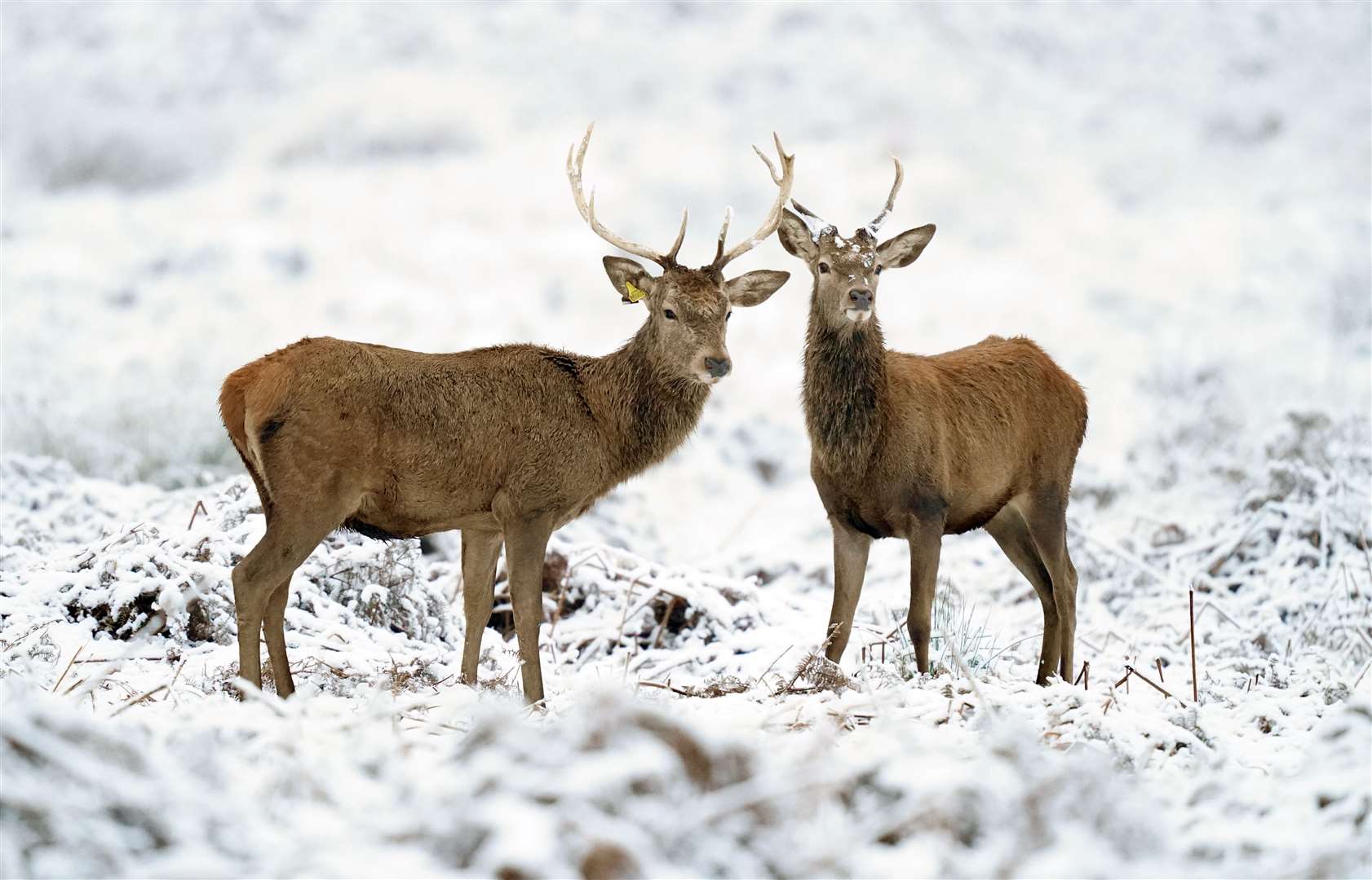 Deer in Richmond Park in south-west London on December 12 (James Manning/PA)