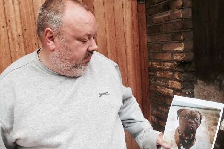 Mark Harris is appealing for the return of his bull mastiff Bruno