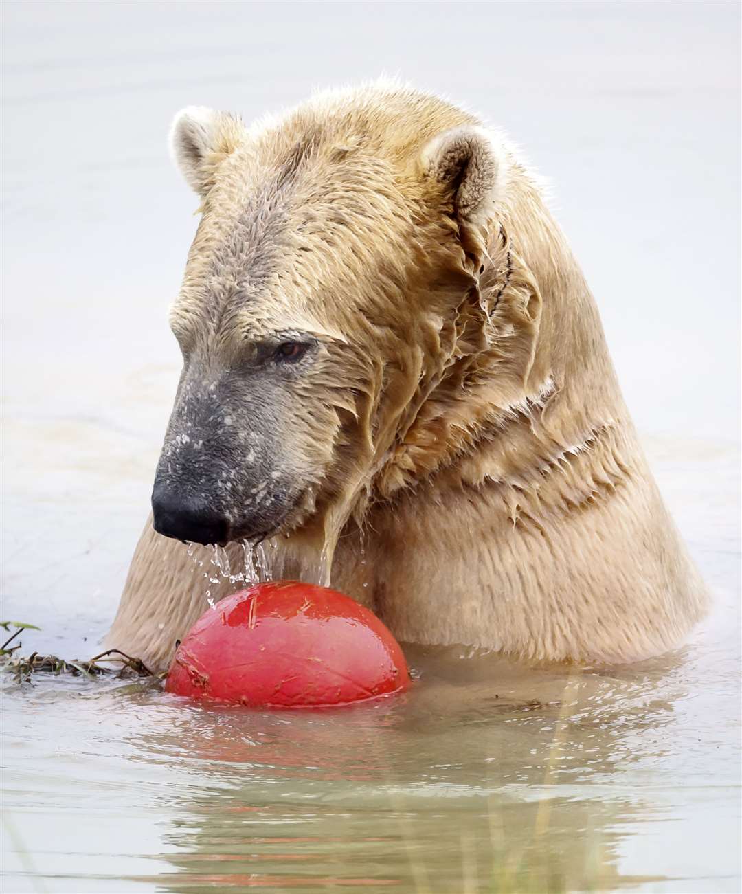 Park bosses hope Hamish will become an ambassador for his species (Danny Lawson/PA)