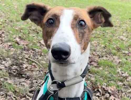 Carter the lurcher. Picture: Last Chance Animal Rescue