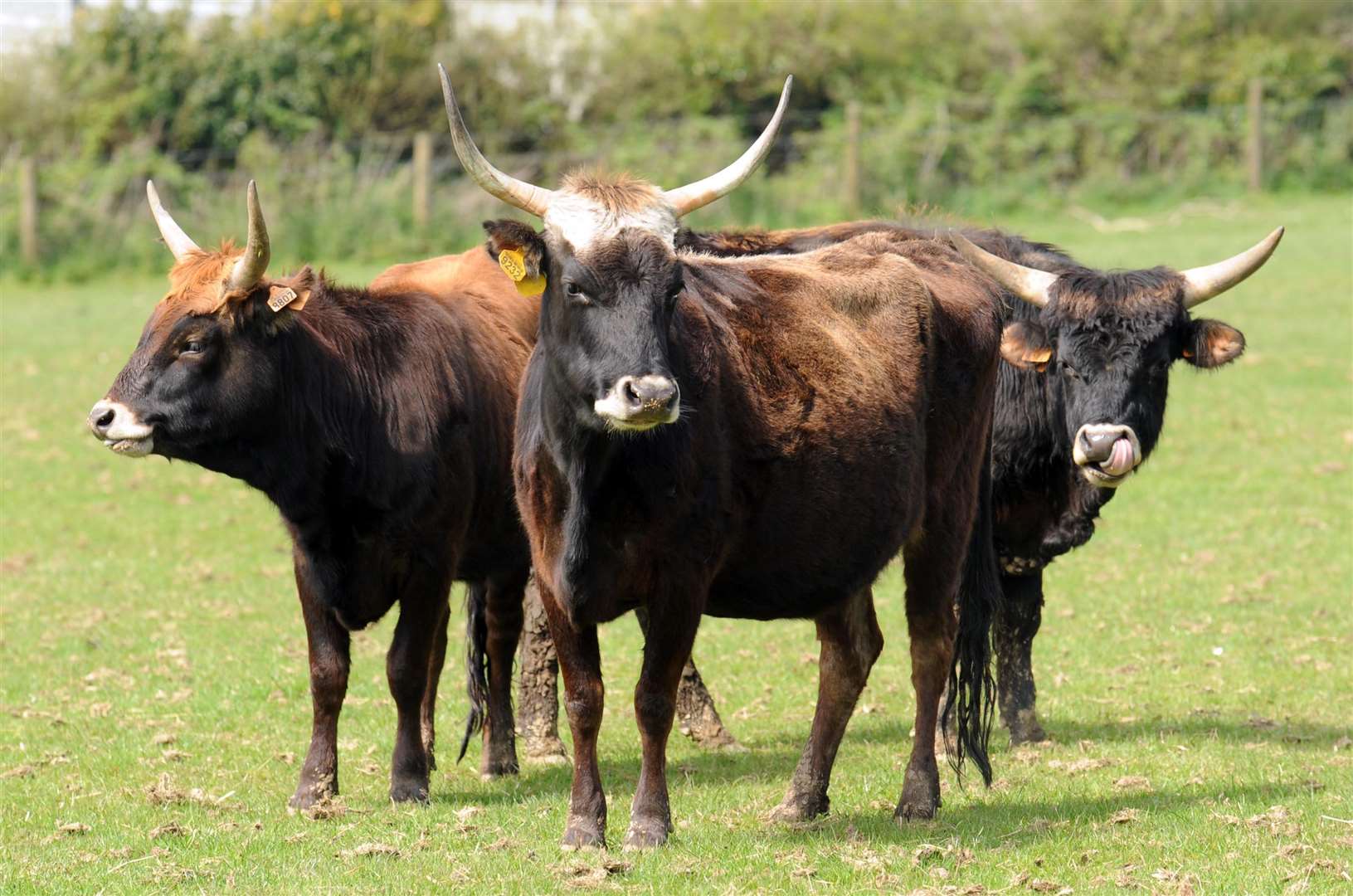 Livestock markets will continue to operate (Barry Batchelor/PA)