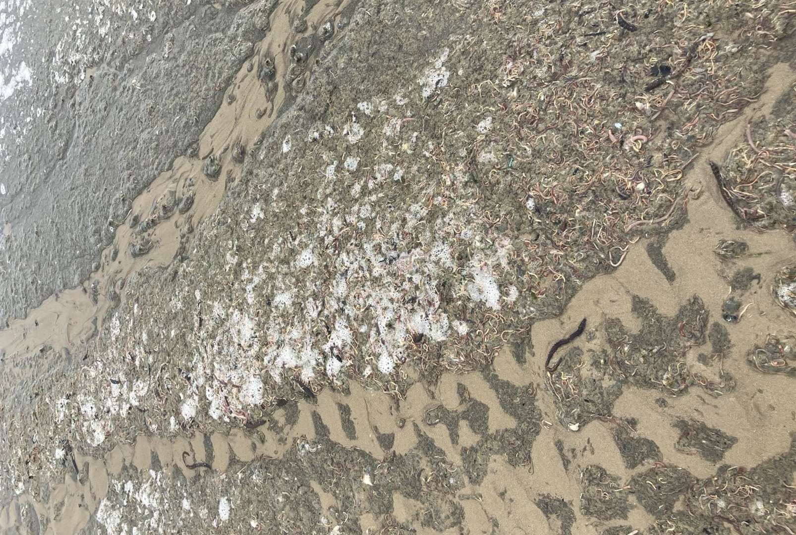 Thousands of dead or dying ragworms and lugworms appeared on Minnis Bay in Birchington. Picture: Environment Agency