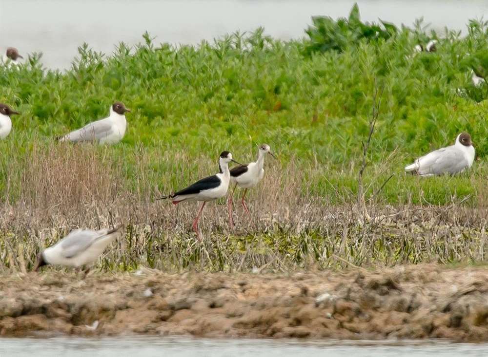 The birds visited the reserve seven years ago but didn't produce any young