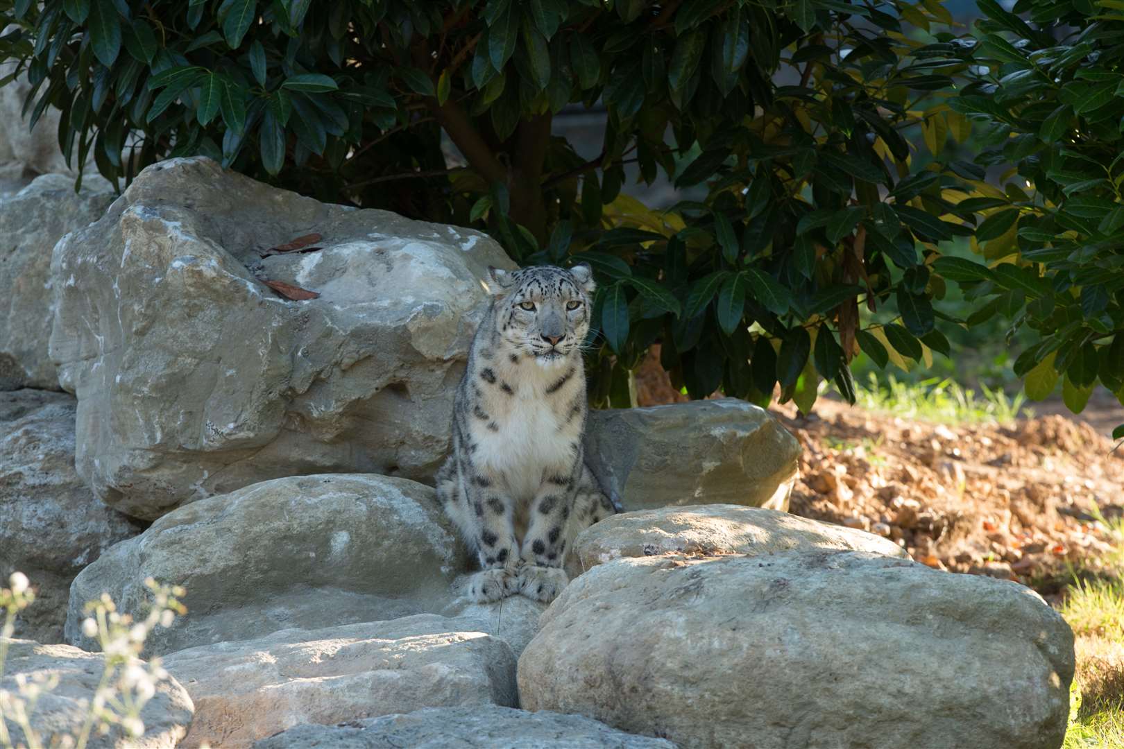 The leopards have been exploring their new home