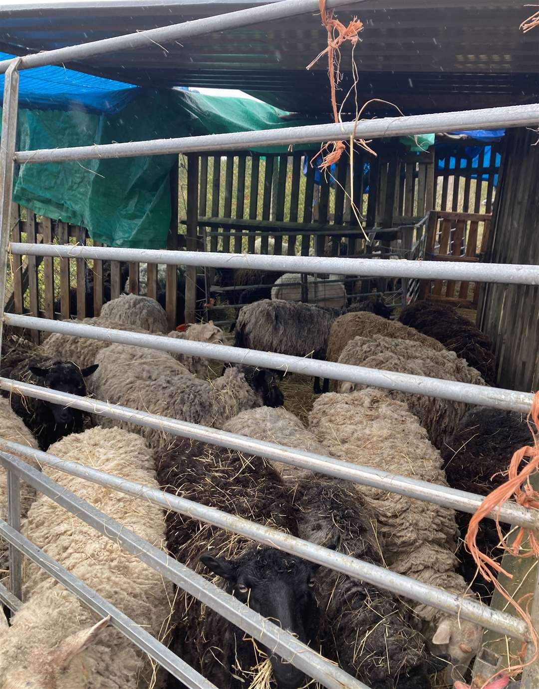 Animals in temporary pens after flooding (Jordan Reynolds/PA)