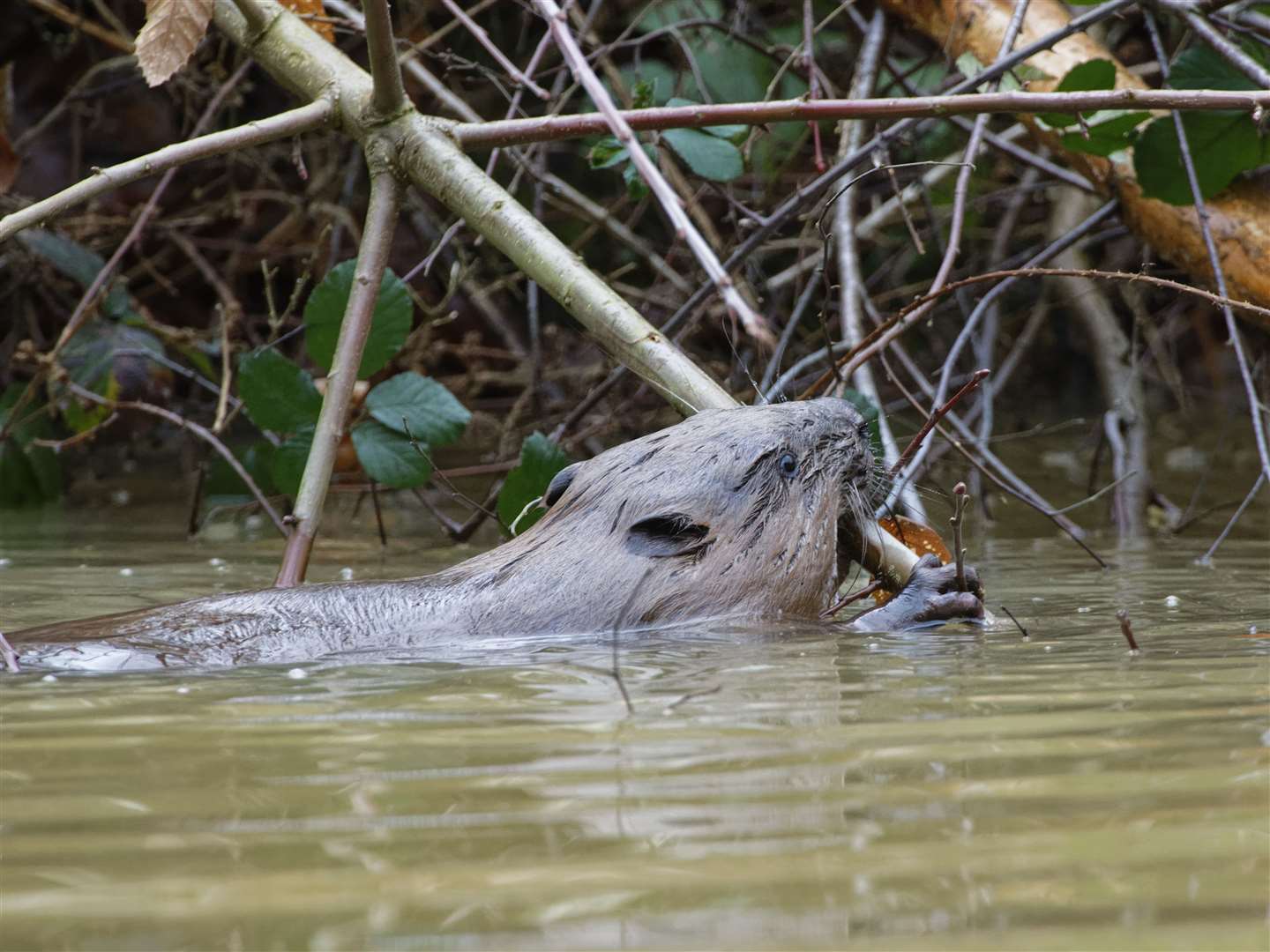 The woodland enclosure is near Basingstoke (Nick Upton/Ewhurst/PA)