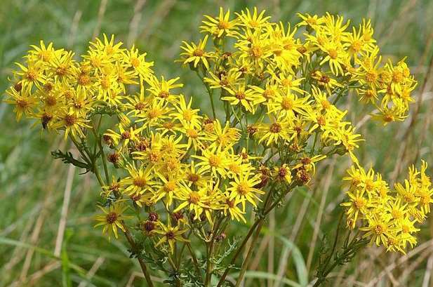 Ragwort can be fatal to horses if eaten in sufficient quantity