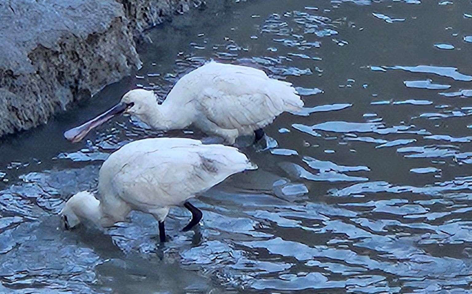 The rare Eurasian Spoonbill were spotted in Faversham Creek. Picture: Jackie Boswell