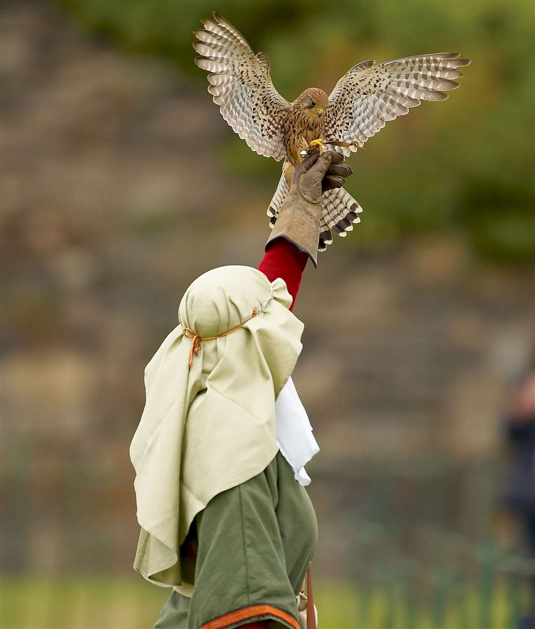 A kestrel displays his skills Picture: English Heritage