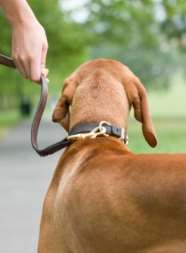 Dog walkers are being urged to be aware of potential diseases after flooding. Library picture