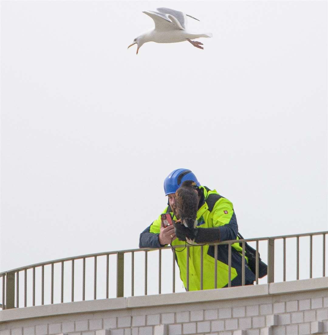 A hawk on one of the balconies at the Shoreline Crescent flats in Folkestone