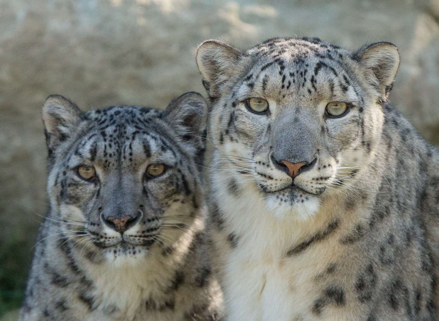 smbup snow leopard version