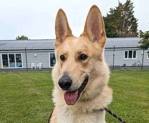 Milo the German shepherd and husky mix. Picture: Last Chance Animal Rescue