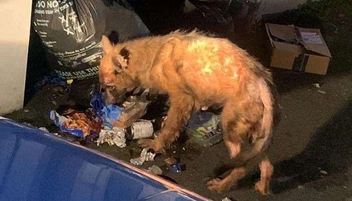 Bluebell the German Shepherd rummaging through bin bags looking for food were widely shared