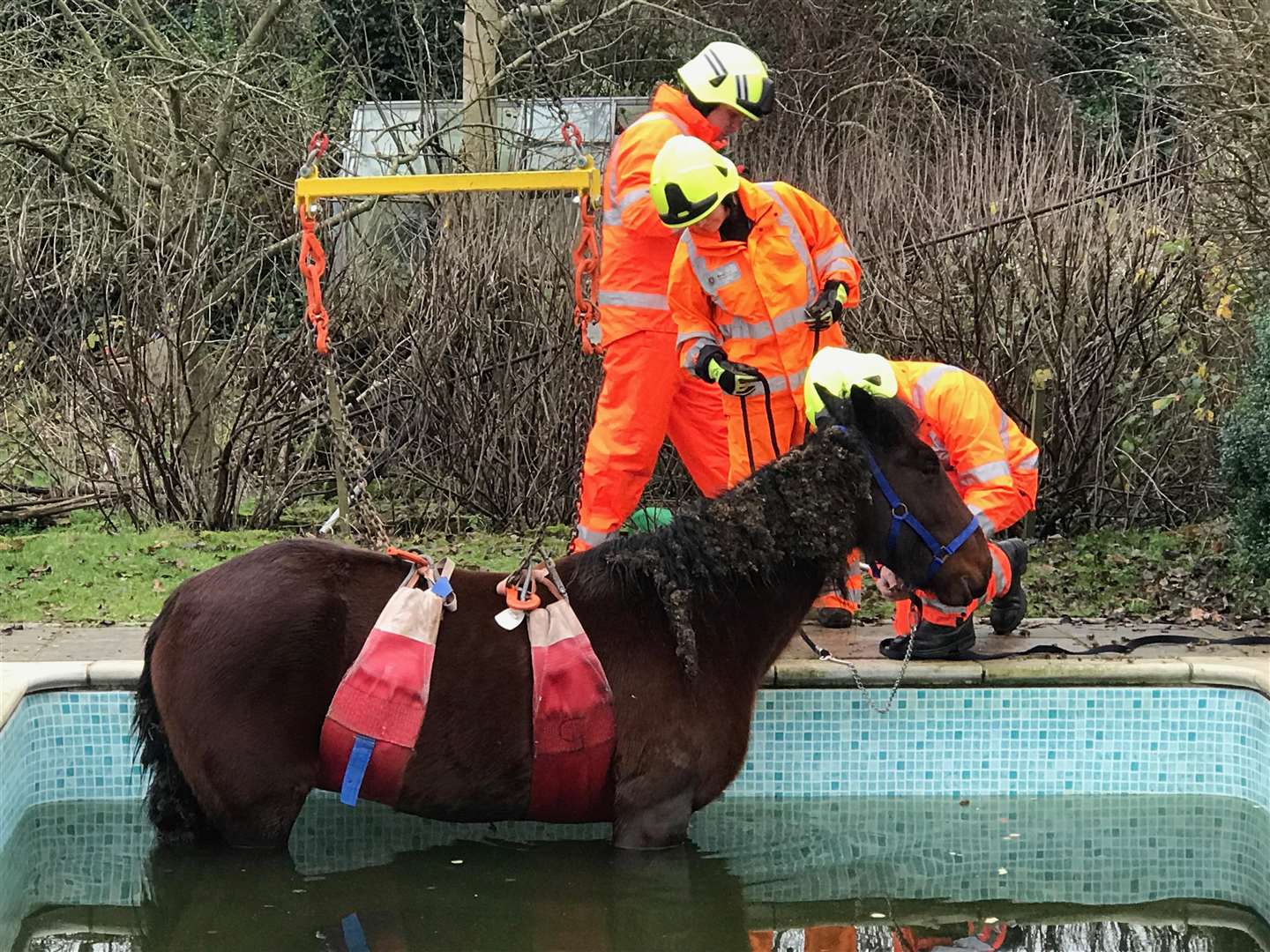 The mare is thought to have slipped into the pool in the dark