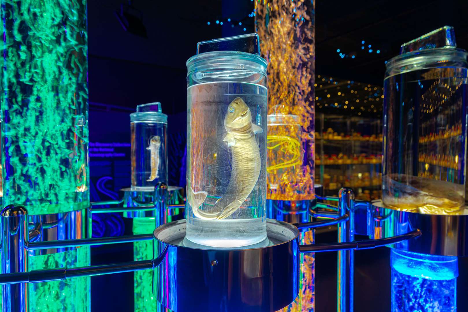 The Monsters of the Deep Discovery Collection includes specimens collected from deep sea. Picture: Kirstin Prisk