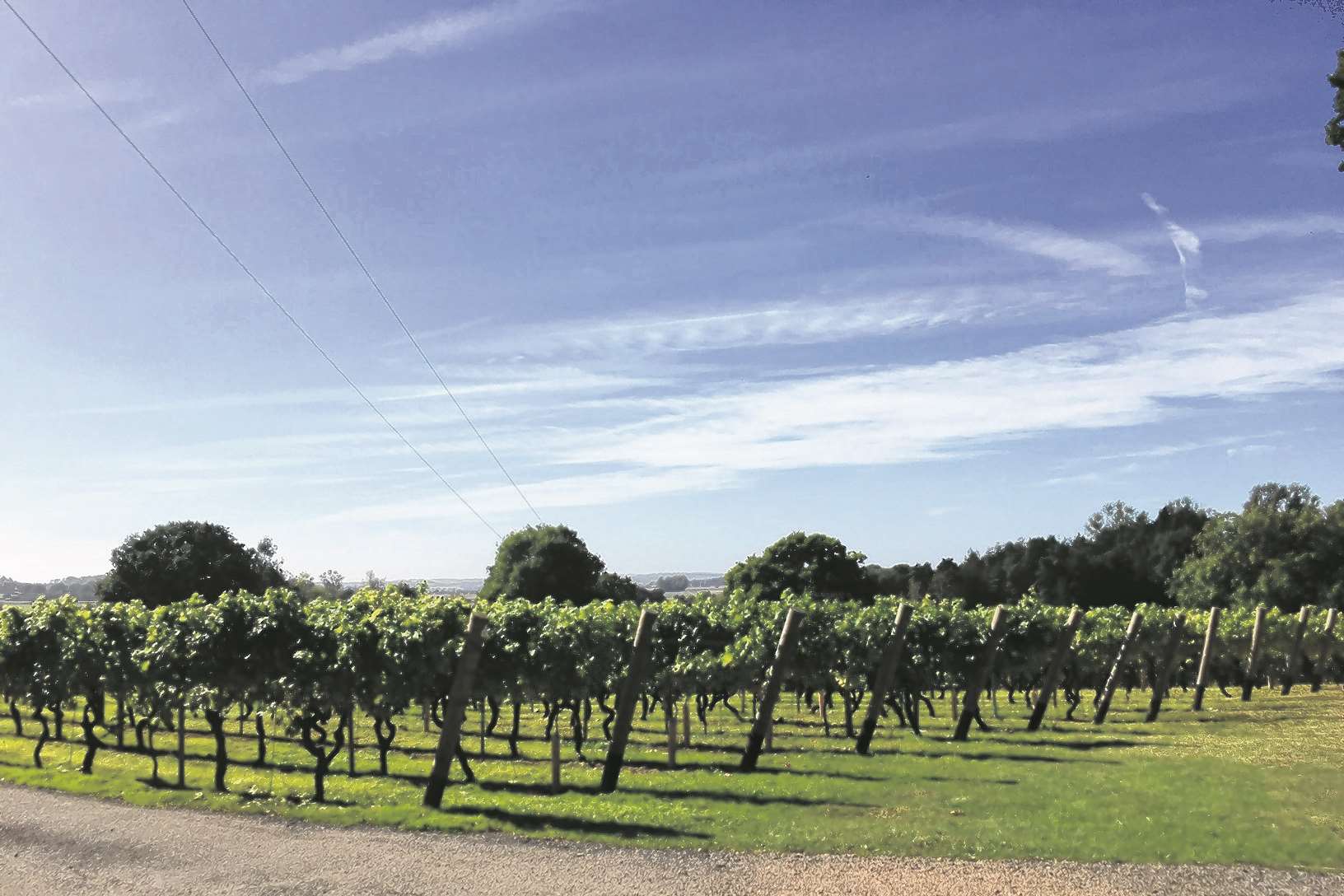 The vineyard at Chapel Down